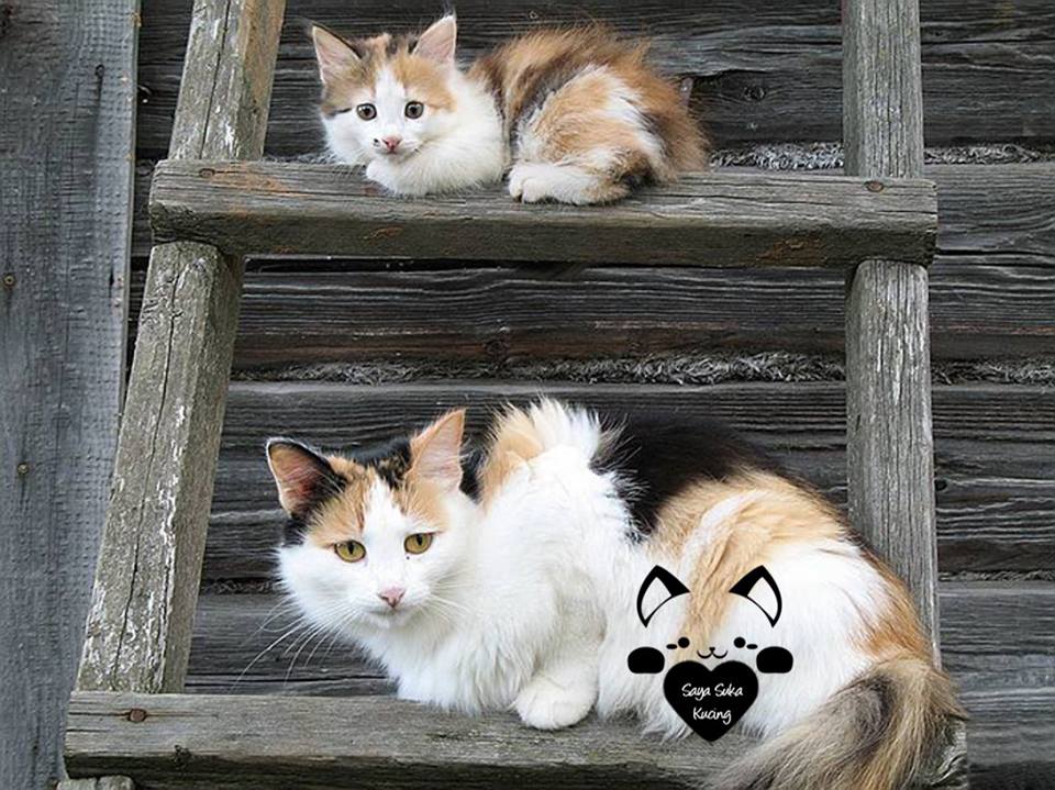 Momen Induk Anak Kucing © 2016 brilio.net