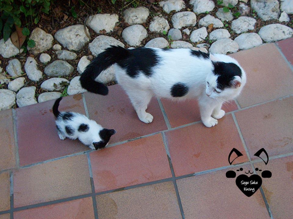 Momen Induk Anak Kucing © 2016 brilio.net