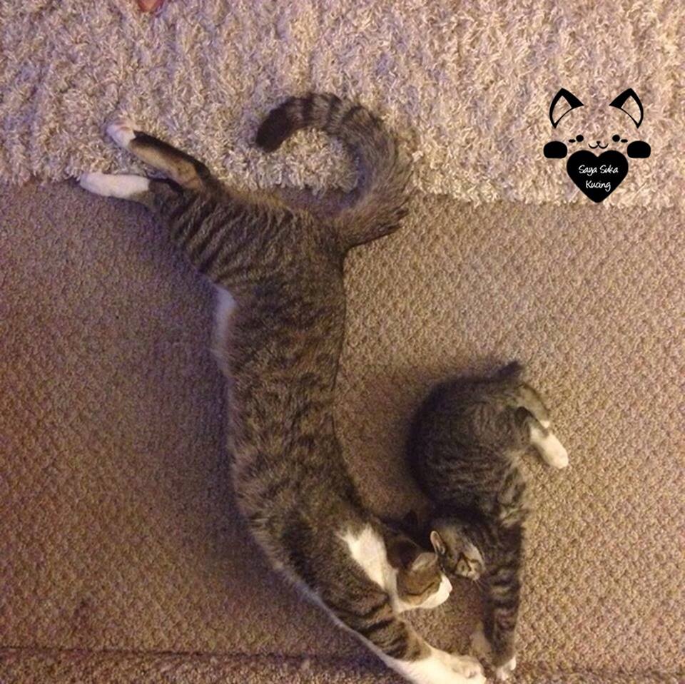 Momen Induk Anak Kucing © 2016 brilio.net