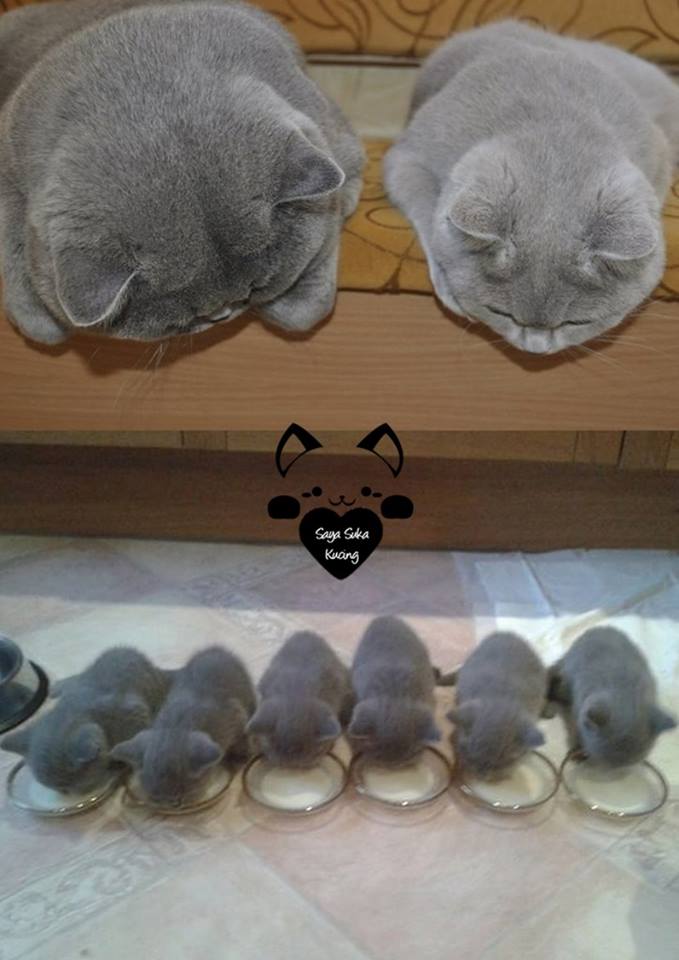 Momen Induk Anak Kucing © 2016 brilio.net