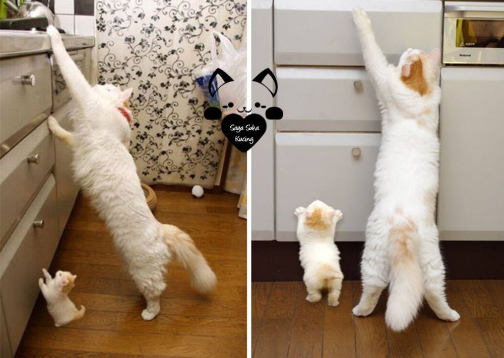 Momen Induk Anak Kucing © 2016 brilio.net