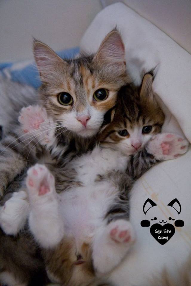 Momen Induk Anak Kucing © 2016 brilio.net