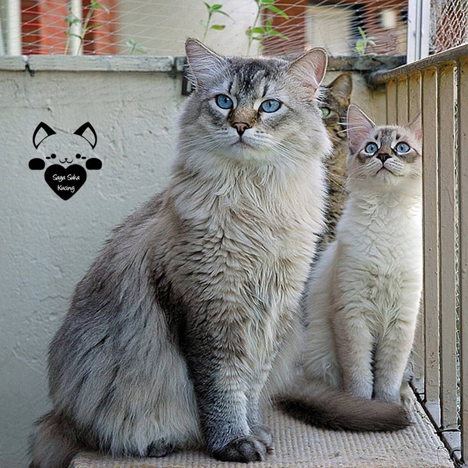 Momen Induk Anak Kucing © 2016 brilio.net