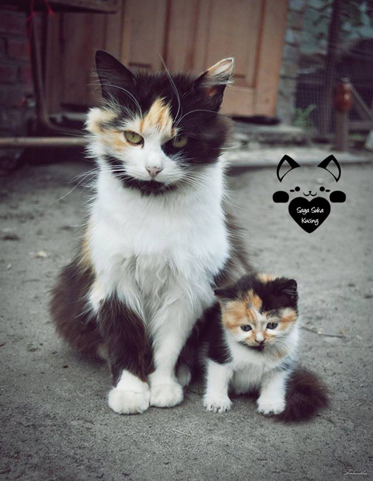 Momen Induk Anak Kucing © 2016 brilio.net