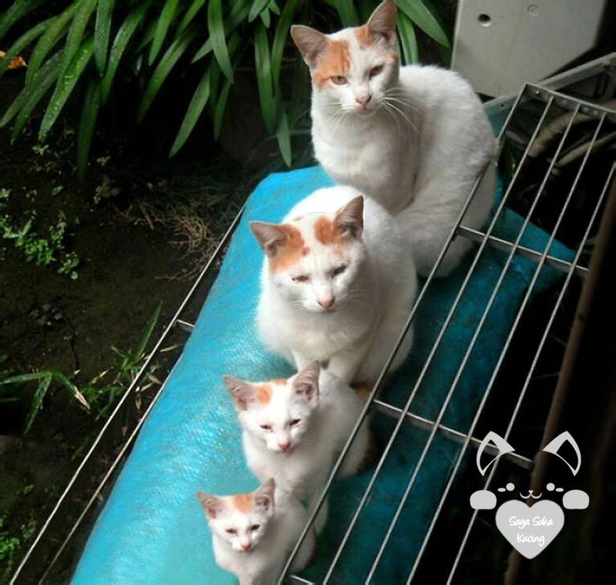 Momen Induk Anak Kucing © 2016 brilio.net