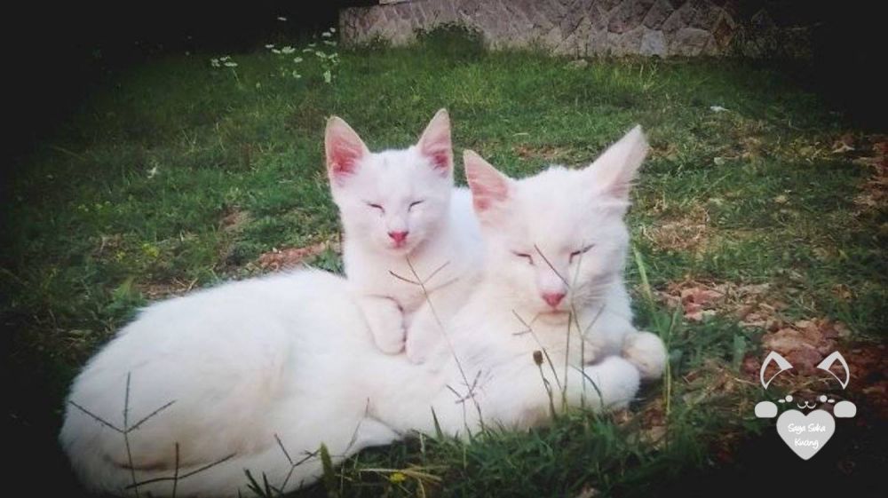 Momen Induk Anak Kucing © 2016 brilio.net