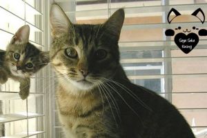 26 Foto momen kebersamaan induk dan anak kucing ini bikin gemas