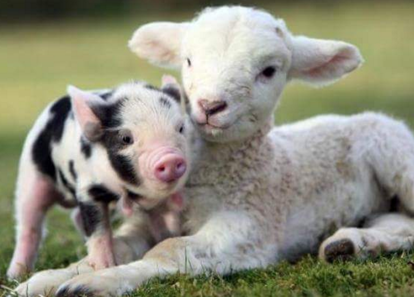 hewan mesra © 2016 brilio.net hewan mesra © 2016 brilio.net