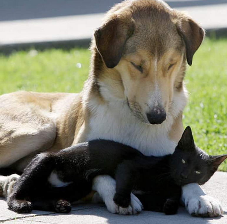 hewan mesra © 2016 brilio.net hewan mesra © 2016 brilio.net