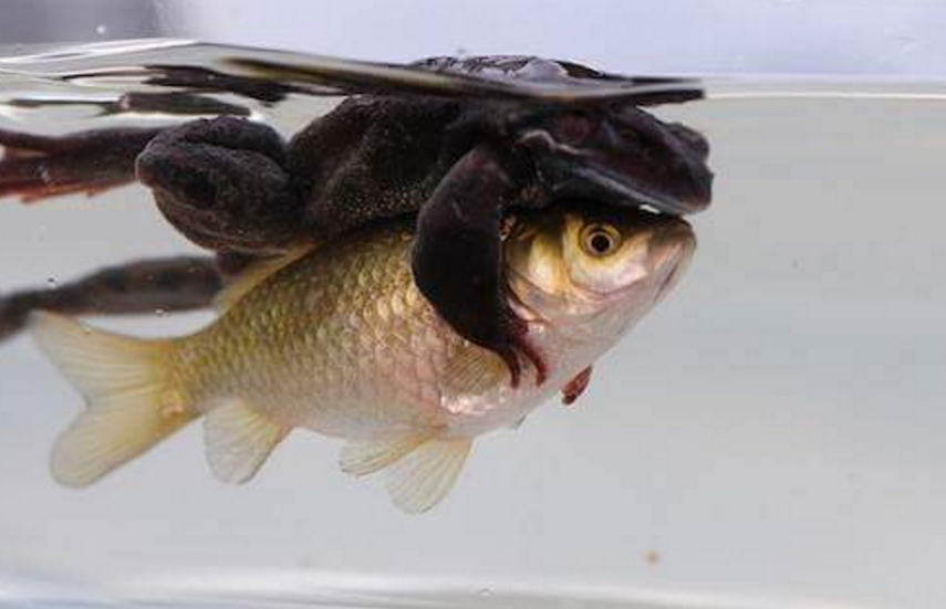 hewan mesra © 2016 brilio.net hewan mesra © 2016 brilio.net