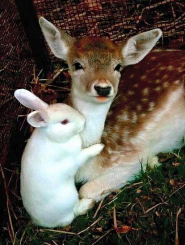 hewan mesra © 2016 brilio.net hewan mesra © 2016 brilio.net