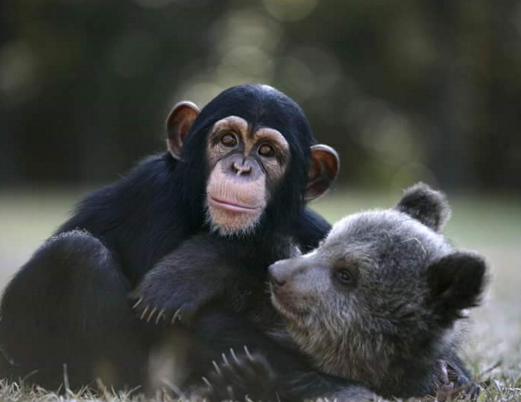 hewan mesra © 2016 brilio.net hewan mesra © 2016 brilio.net