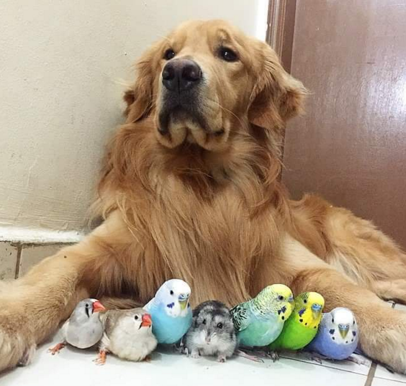 hewan mesra © 2016 brilio.net hewan mesra © 2016 brilio.net