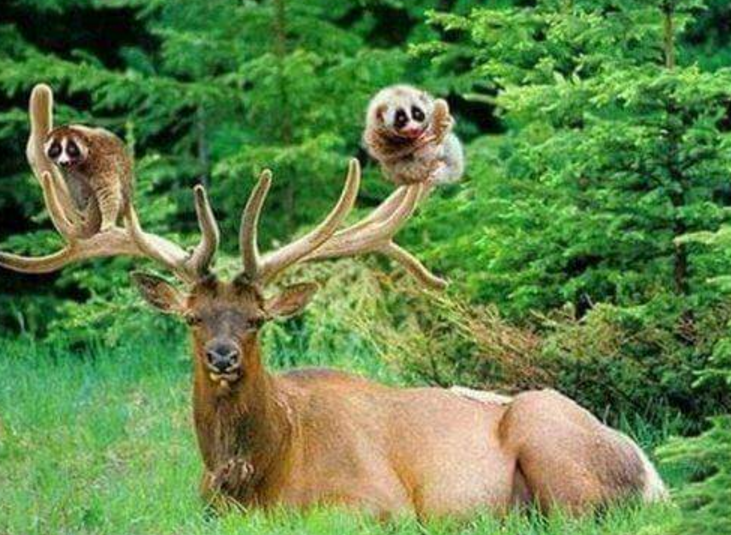 hewan mesra © 2016 brilio.net hewan mesra © 2016 brilio.net