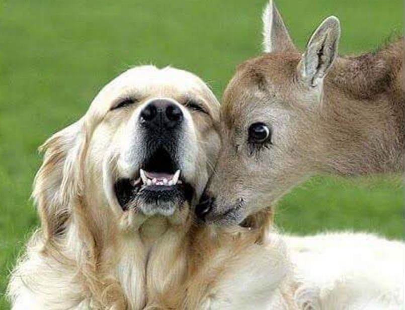 hewan mesra © 2016 brilio.net hewan mesra © 2016 brilio.net