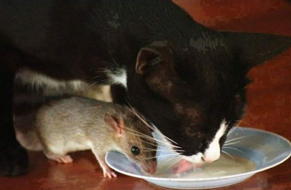 hewan mesra © 2016 brilio.net hewan mesra © 2016 brilio.net