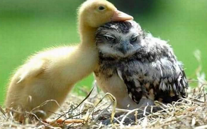 hewan mesra © 2016 brilio.net hewan mesra © 2016 brilio.net