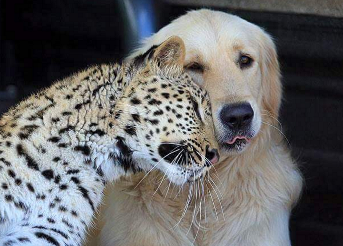 hewan mesra © 2016 brilio.net hewan mesra © 2016 brilio.net