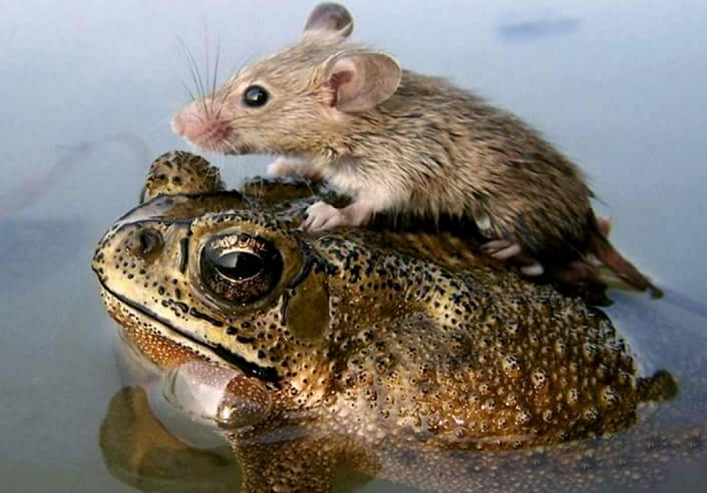 hewan mesra © 2016 brilio.net hewan mesra © 2016 brilio.net