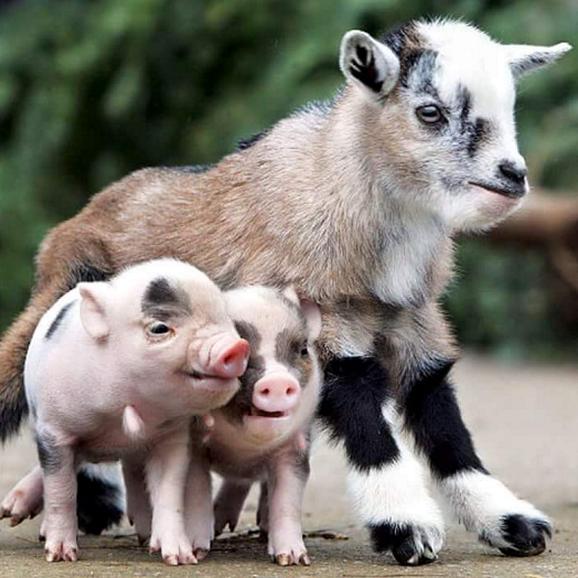 hewan mesra © 2016 brilio.net hewan mesra © 2016 brilio.net