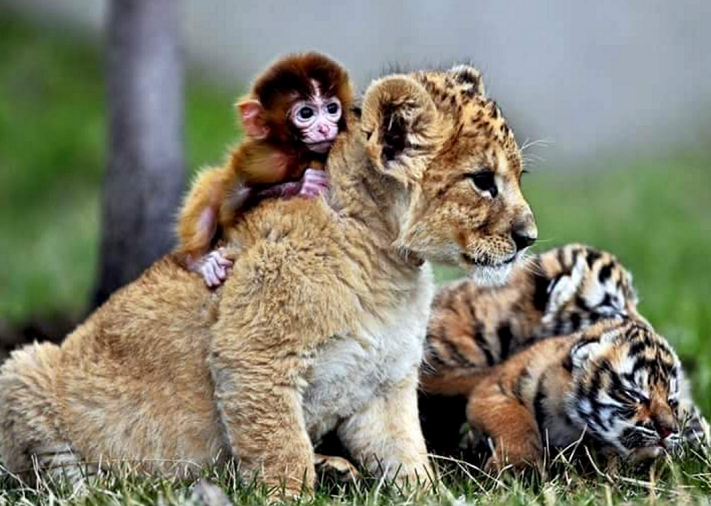 hewan mesra © 2016 brilio.net hewan mesra © 2016 brilio.net