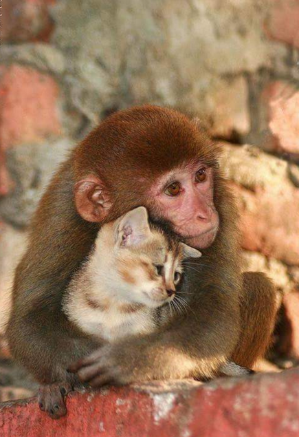 hewan mesra © 2016 brilio.net hewan mesra © 2016 brilio.net