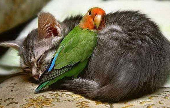 hewan mesra © 2016 brilio.net hewan mesra © 2016 brilio.net