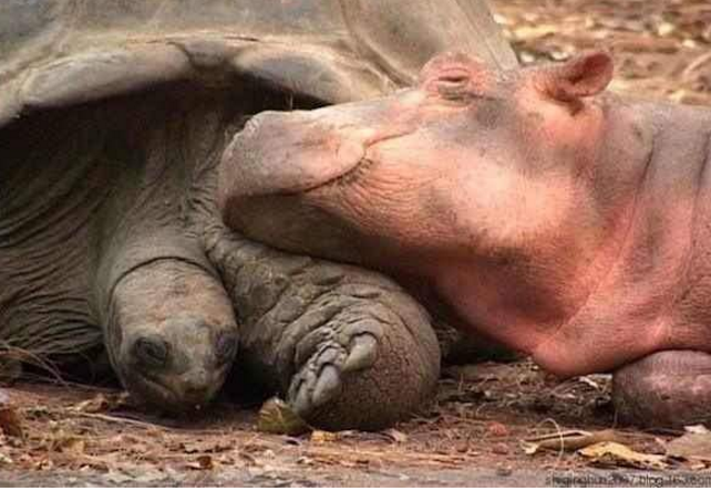 hewan mesra © 2016 brilio.net hewan mesra © 2016 brilio.net