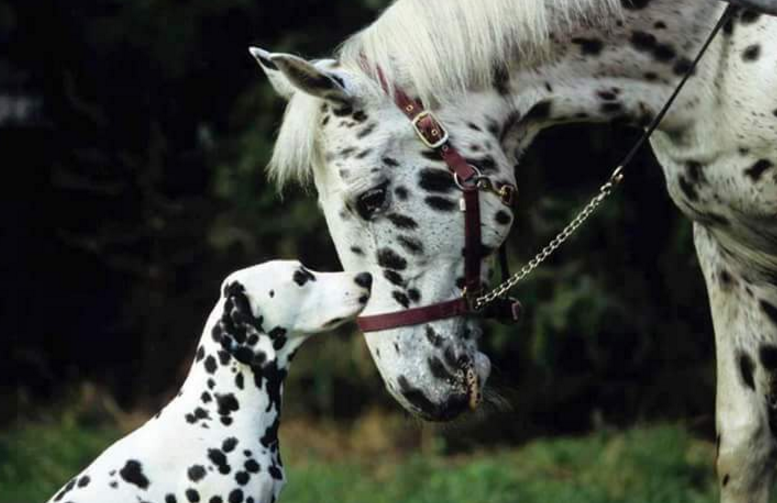 hewan mesra © 2016 brilio.net hewan mesra © 2016 brilio.net