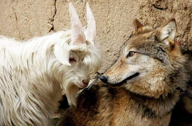 hewan mesra © 2016 brilio.net hewan mesra © 2016 brilio.net