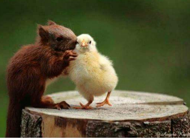 hewan mesra © 2016 brilio.net hewan mesra © 2016 brilio.net