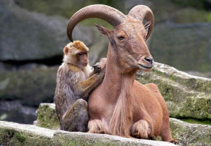 hewan mesra © 2016 brilio.net hewan mesra © 2016 brilio.net