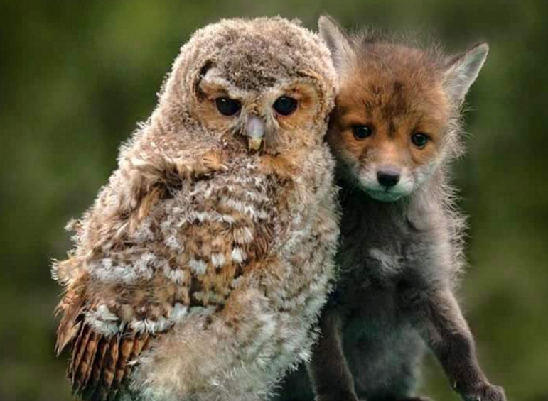 hewan mesra © 2016 brilio.net hewan mesra © 2016 brilio.net