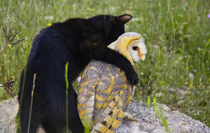 hewan mesra © 2016 brilio.net hewan mesra © 2016 brilio.net