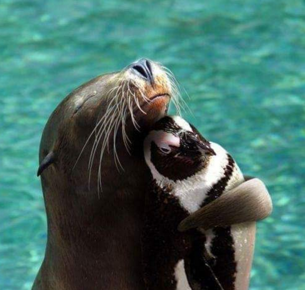 hewan mesra © 2016 brilio.net hewan mesra © 2016 brilio.net