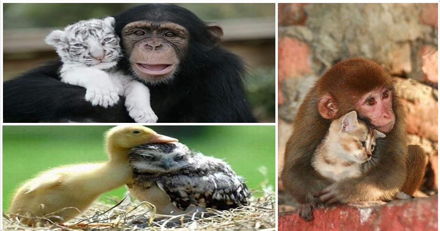30 Foto hewan ini tunjukkan kasih sayang tak pandang perbedaan, keren!