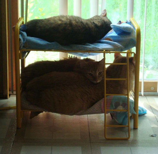 15 Desain kasur kucing © 2016 brilio.net