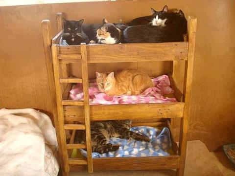 15 Desain tempat tidur untuk  kucing  kesayangan lucu banget 