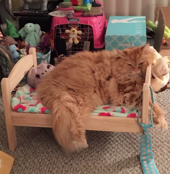 15 Desain kasur kucing © 2016 brilio.net