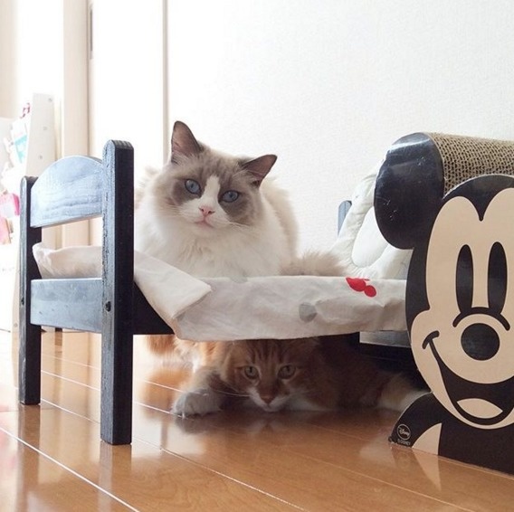 15 Desain kasur kucing © 2016 brilio.net