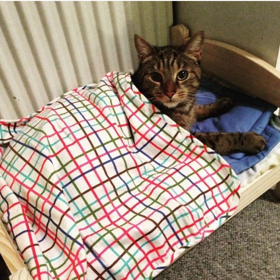 15 Desain kasur kucing © 2016 brilio.net