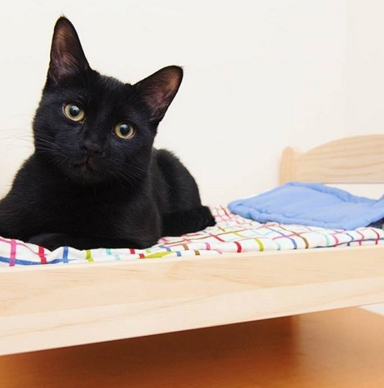 15 Desain kasur kucing © 2016 brilio.net