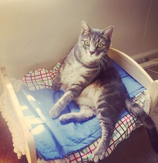 15 Desain kasur kucing © 2016 brilio.net