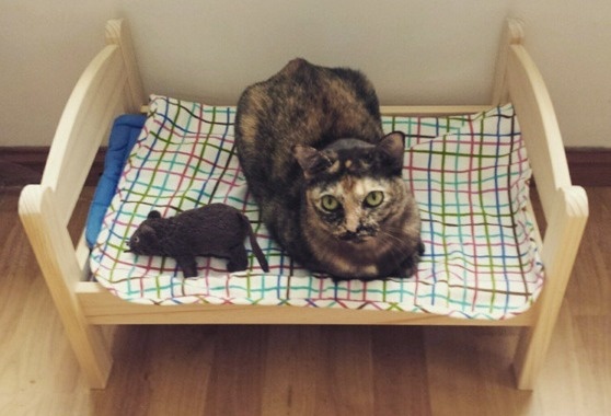 15 Desain kasur kucing © 2016 brilio.net