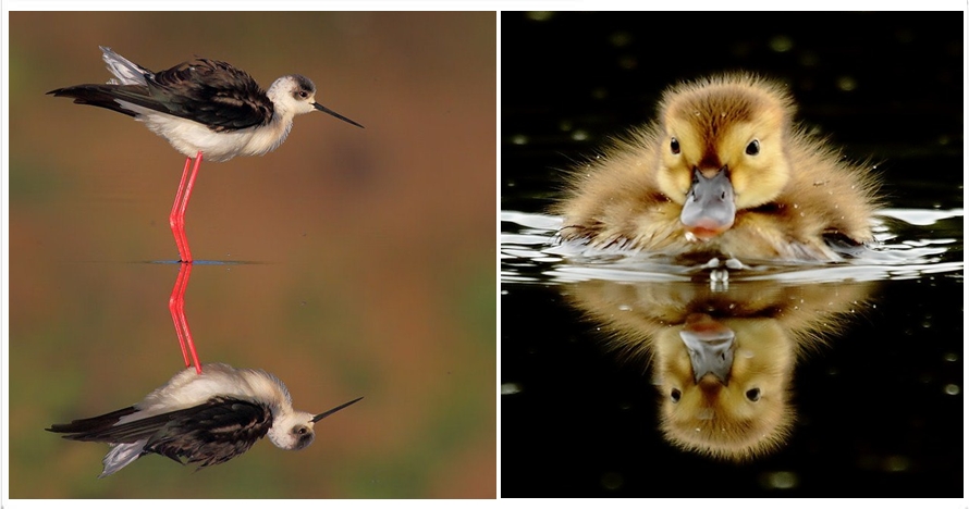 16 Foto hewan ini pas banget, hasilkan bayangan persis aslinya