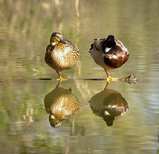 hewan refleksi  © 2016 brilio.net