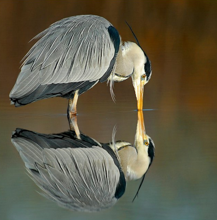 hewan refleksi  © 2016 brilio.net