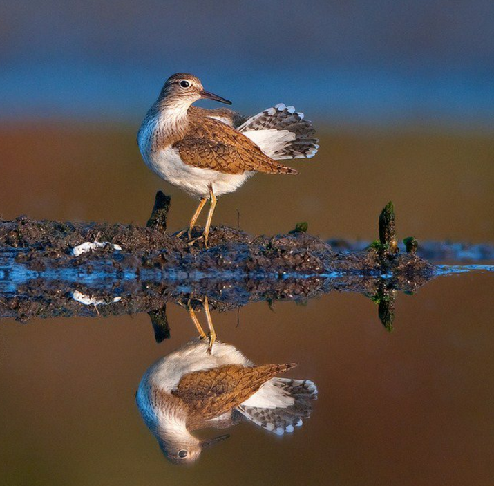 hewan refleksi  © 2016 brilio.net