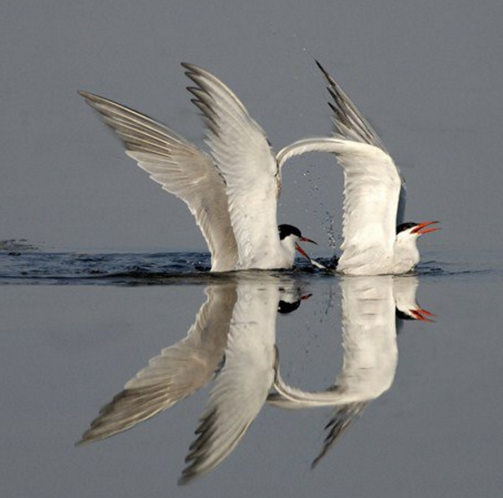 hewan refleksi  © 2016 brilio.net