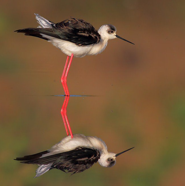 hewan refleksi  © 2016 brilio.net